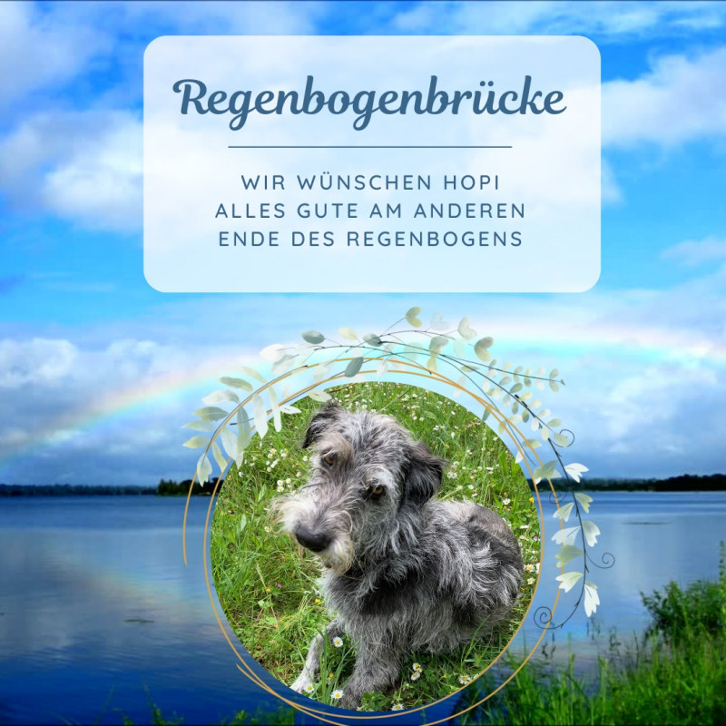 Paulihof-Trauer um Hopi - einen ganz besonderen Hund